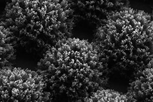 东莞东莞蔡司显微镜